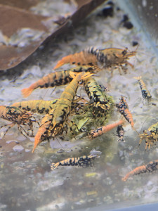 10 x orange boas
