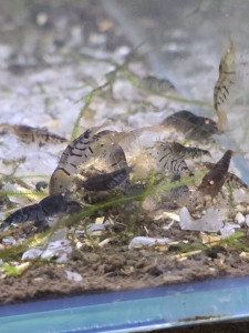 15 x oe blue tigers